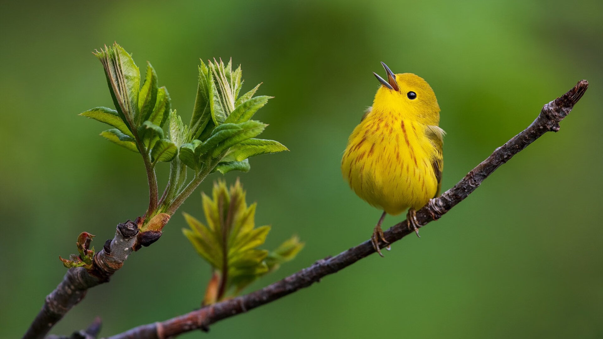 开云体育平台APP-抢七封神夜！西亚卡姆演绎教科书级表演