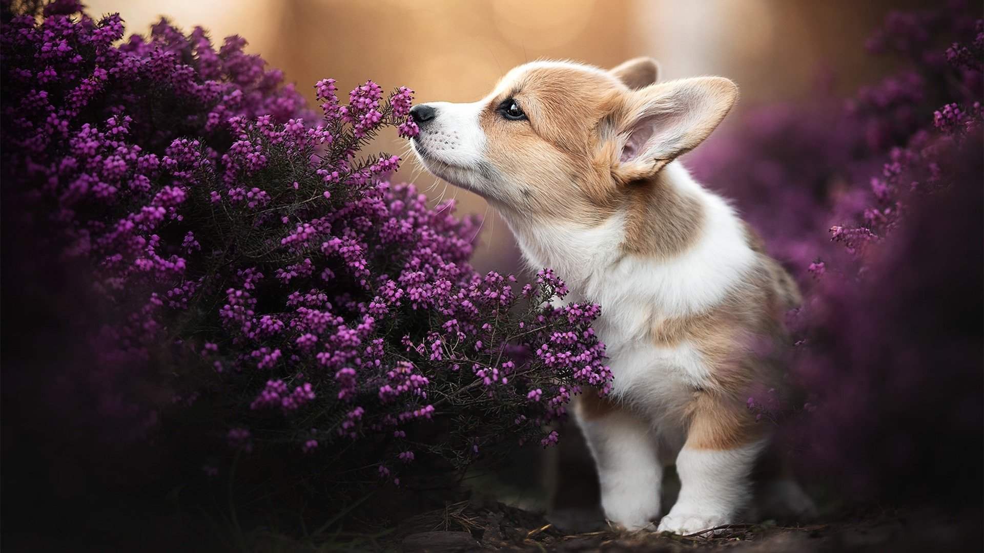 开云体育官方网站-保罗成为胜负手！浙江队力克篮网，关键先生主宰比赛