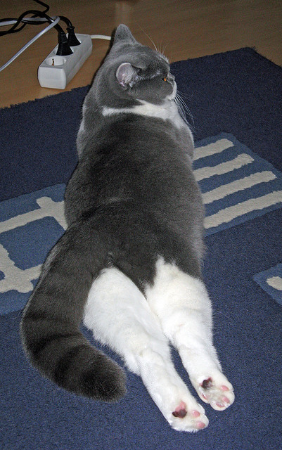 国际米兰的冷酷中场，能否冻结曼联的火焰？楚阿梅尼状态火热引发战术棋盘猜想