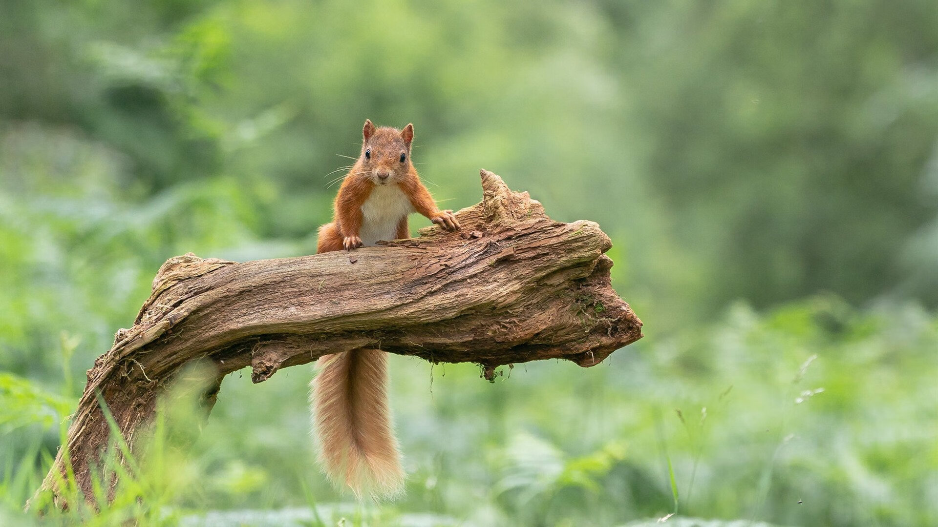 速度的审判，NBA季后赛与丹麦速胜背后的竞技哲学