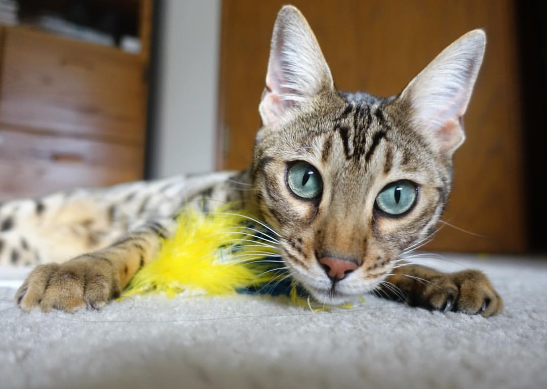 开云体育入口-乌克兰强行终结尤文，京多安成为关键先生—足球赛场上的决定性时刻