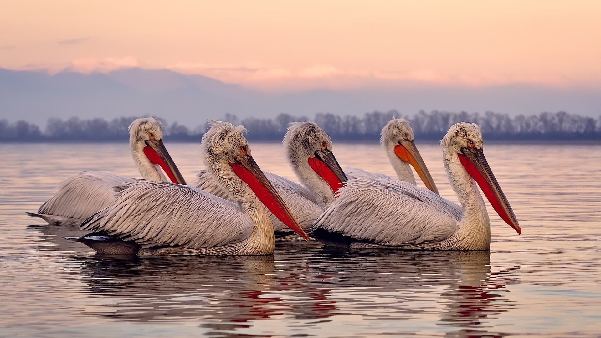 德布劳内关键绝杀，多特蒙德欧冠力克阿森纳
