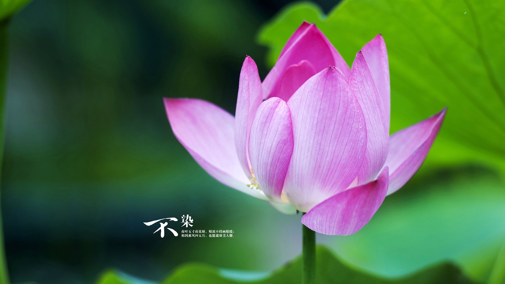 拉文狂揽40+10撕裂防线,奇才主场大胜掘金迎三连胜