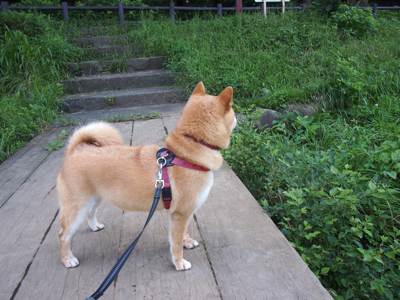 开云APP-绝境魔术，一剑封喉，西亚卡姆的救赎之路