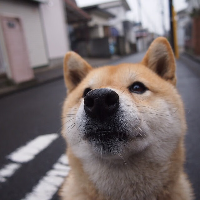开云体育-利刃与枷锁，奥斯梅恩刺破洪都拉斯精密仪器，北非雄狮的战术困境