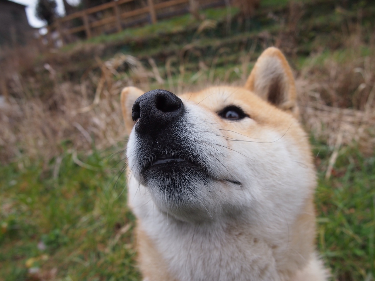 最后一秒的呼吸,东契奇扛起全队,掘金压哨击败新疆队