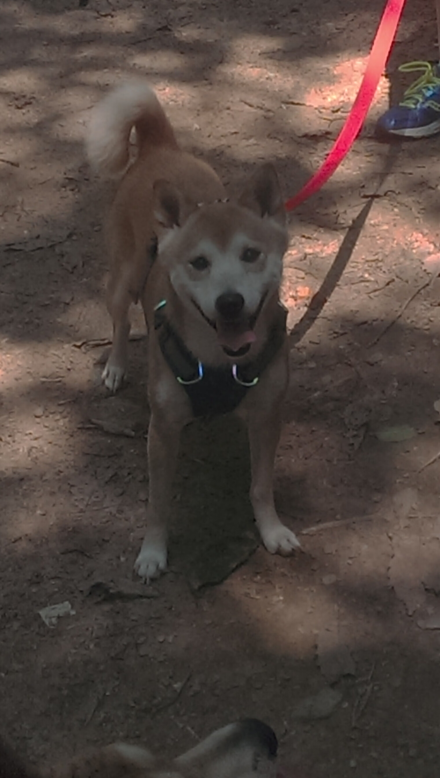 开云体育-新生代的怒吼，当个人英雄主义遇上团队逆袭的现代足球寓言