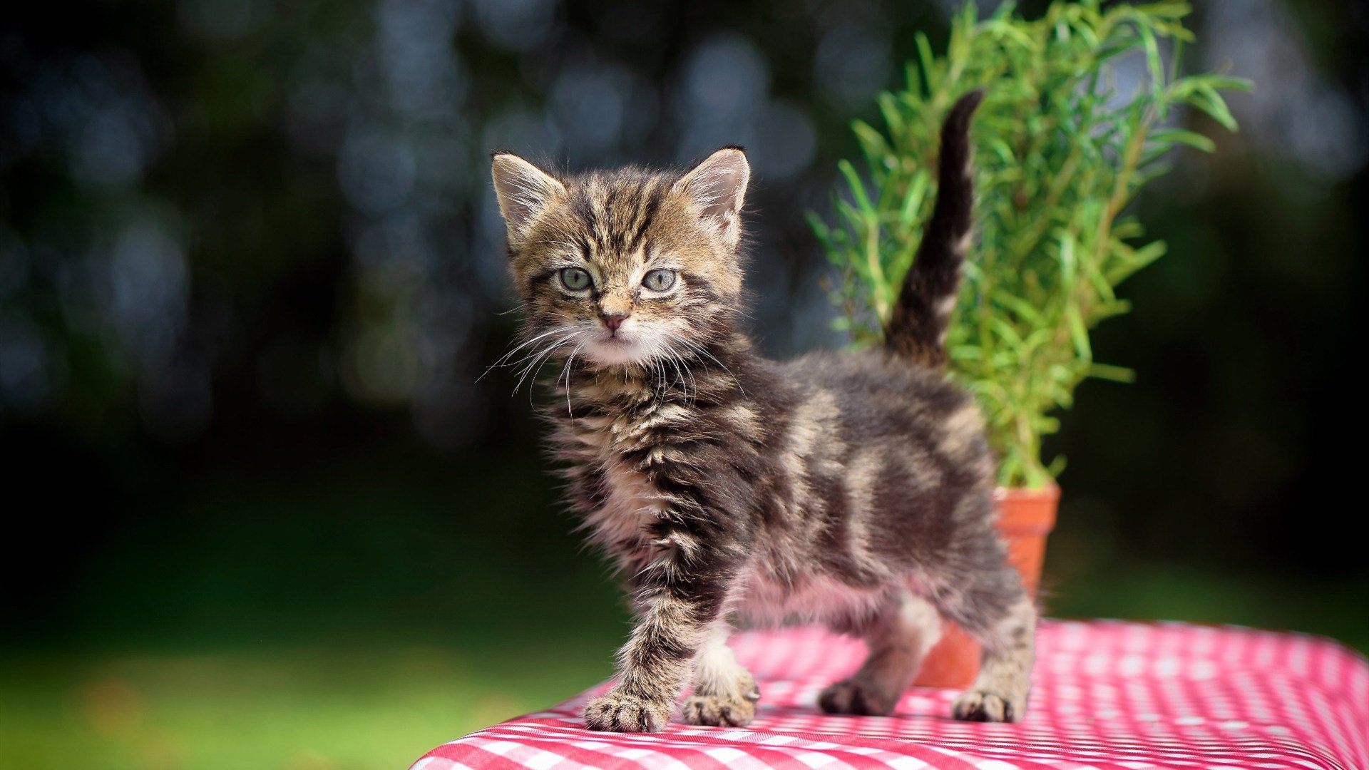 无声的引力中心,约基奇如何在喧嚣中定义绝对统治