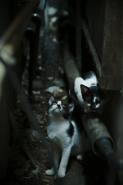 双城记,巴萨单节风暴摧毁黄墙,拉亚圣手主宰亚平宁焦点战