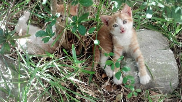 杰伦格林完美发挥，凯尔特人冲垮开拓者迎大胜