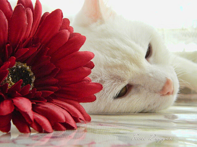 以力证道，当锡安的铁翼划破北京老鹰的苍穹