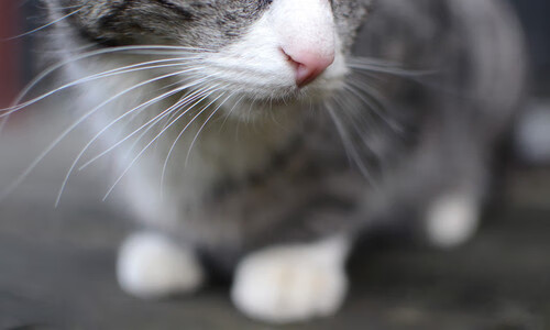 意甲焦点战之夜，哈弗茨在圣西罗的华丽证明