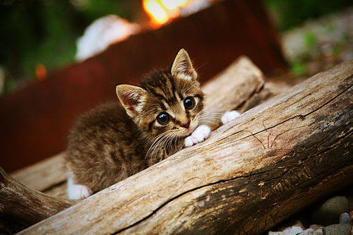 绿茵双城记，意甲鏖战与墨西哥风暴