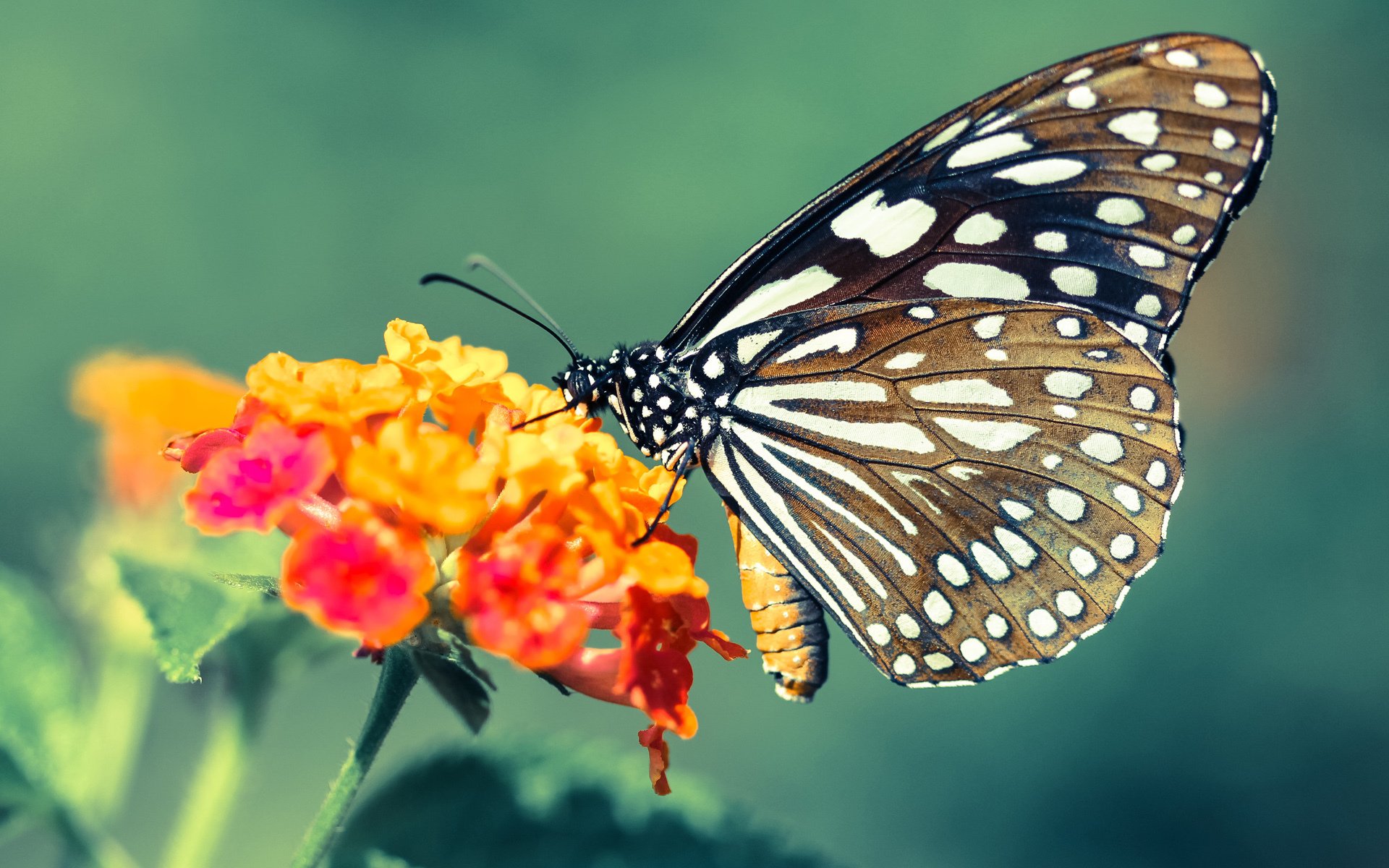 凯尔特人压制深圳队，欧文在欧冠决赛接管比赛，跨体育的统治力诠释