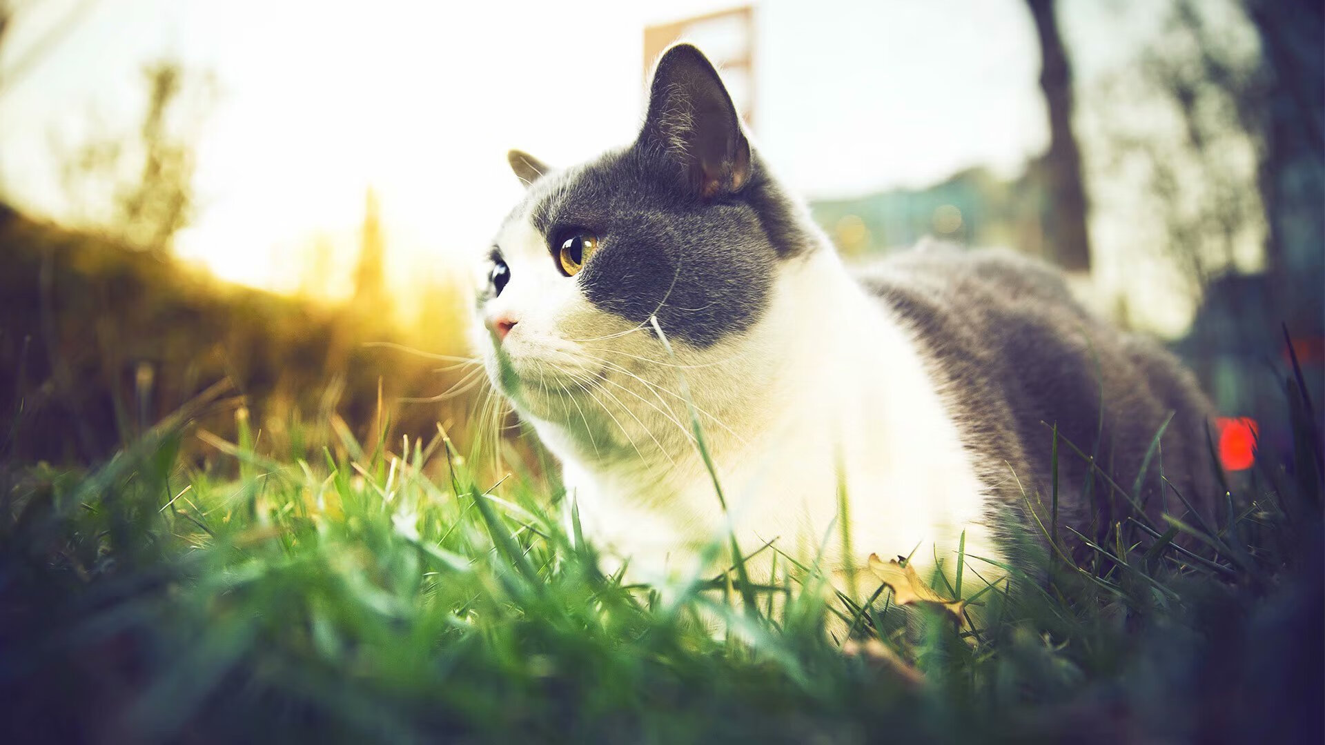 布伦森41分难救主！山西队用中国智慧带走森林狼